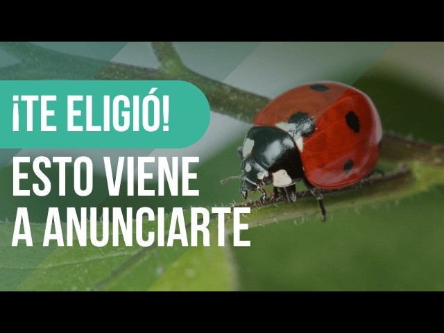 que se te pose una mariquita