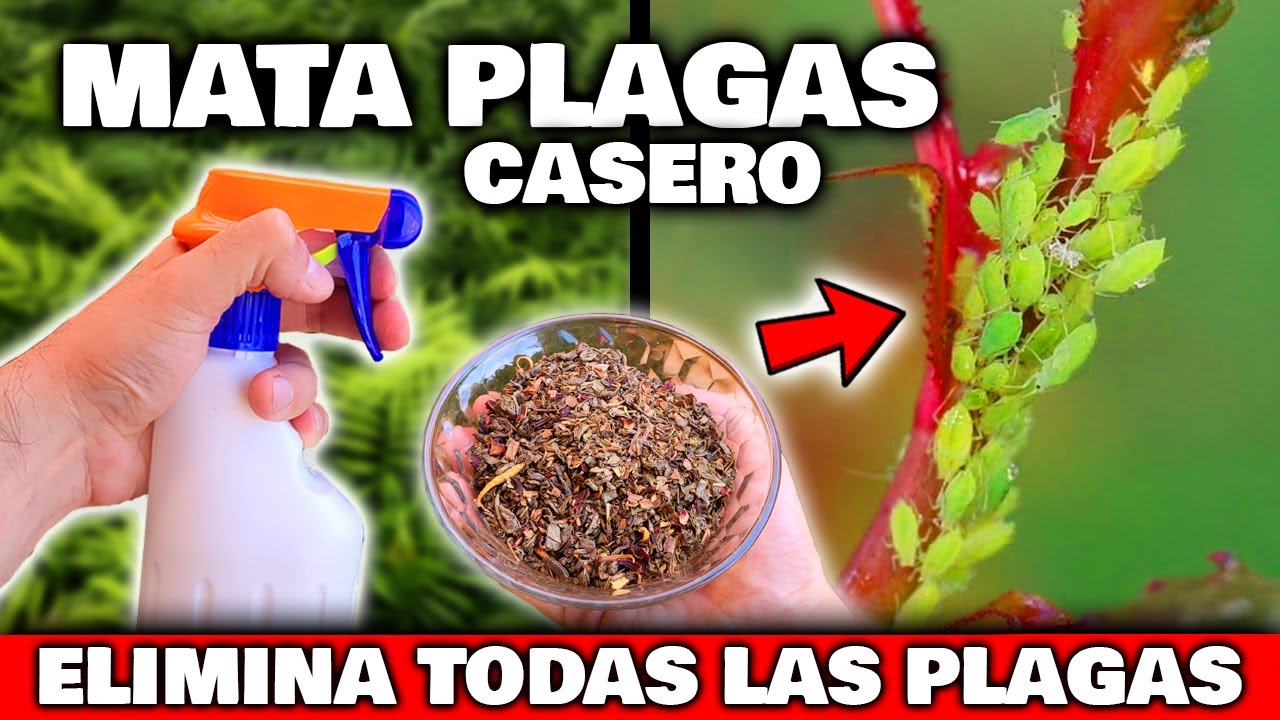 remedios caseros para bichos blancos en las plantas