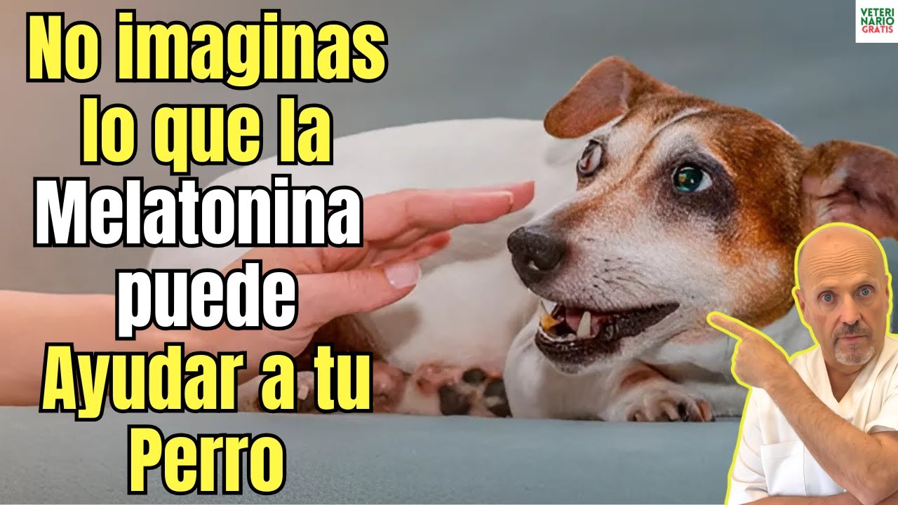 se le puede dar melatonina de humano a un perro