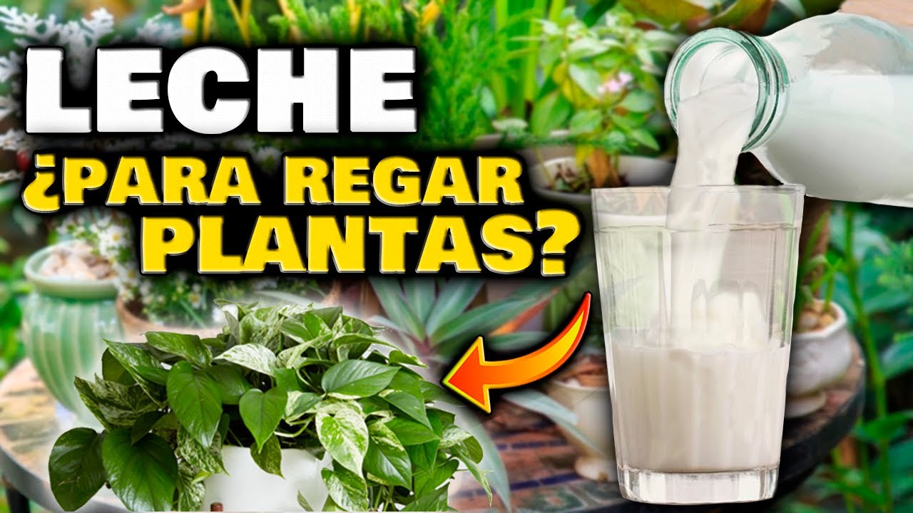 se le puede poner leche a las plantas