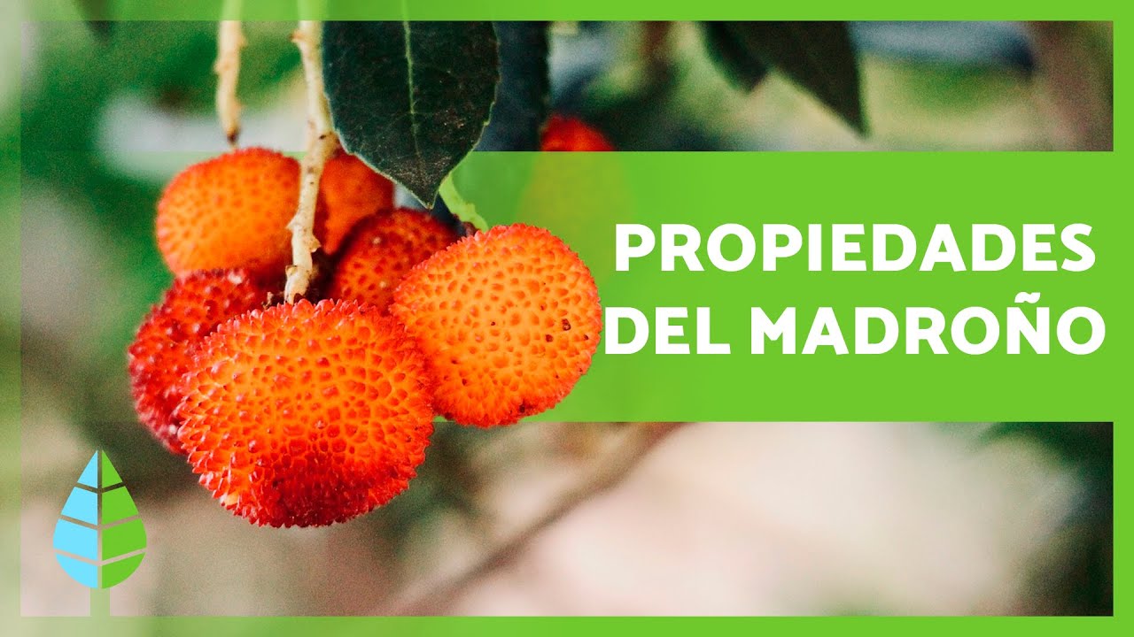 se puede comer el fruto del madroño