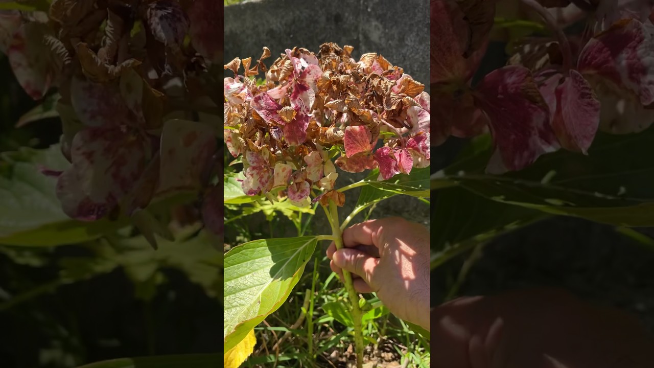 se puede cortar las flores de la hortensia