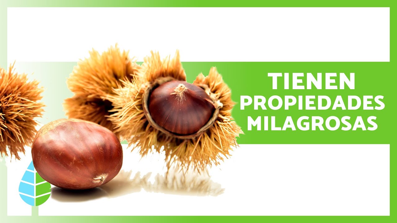 se pueden comer las castañas crudas