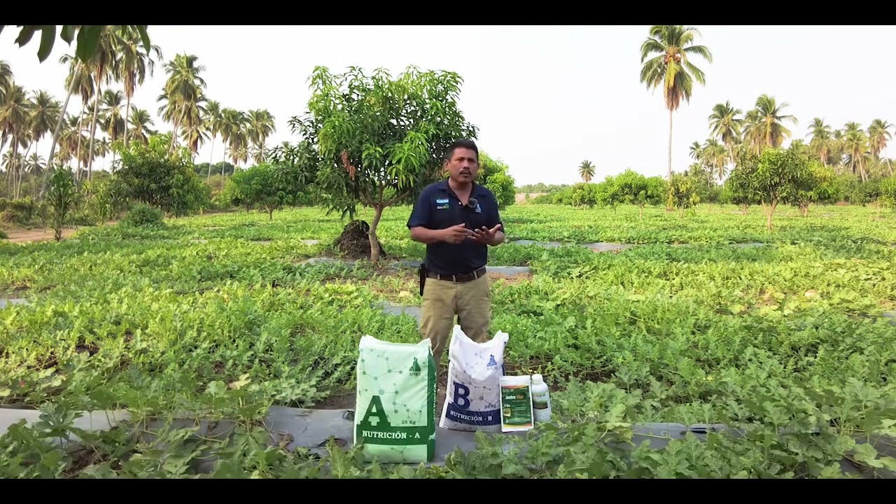 abonado y riego de la sandía