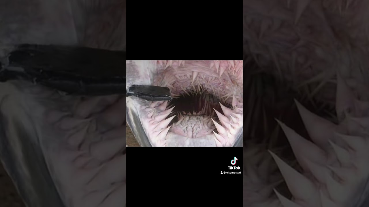 animales con una sola clase de dientes