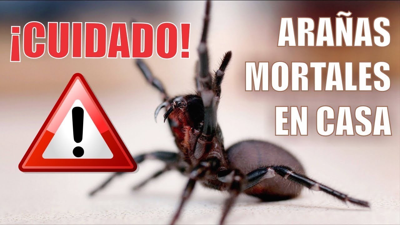 arañas caseras tipos de arañas en casa