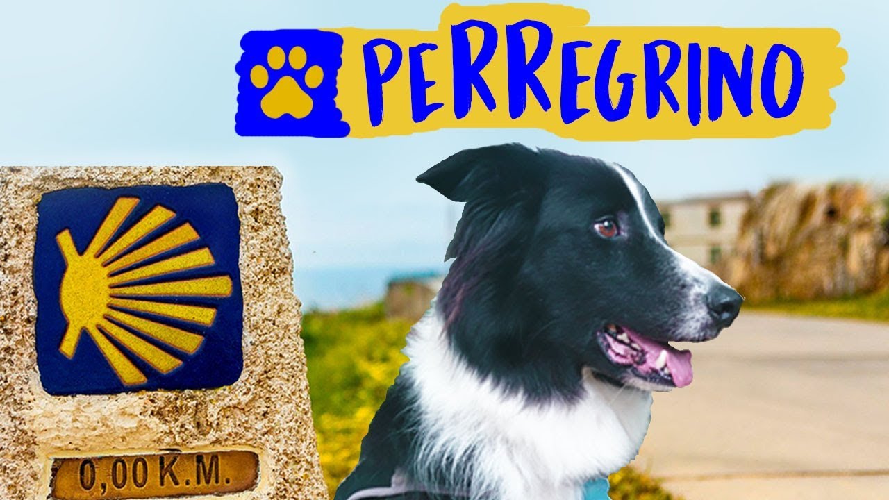 camino de santiago con perro organizado