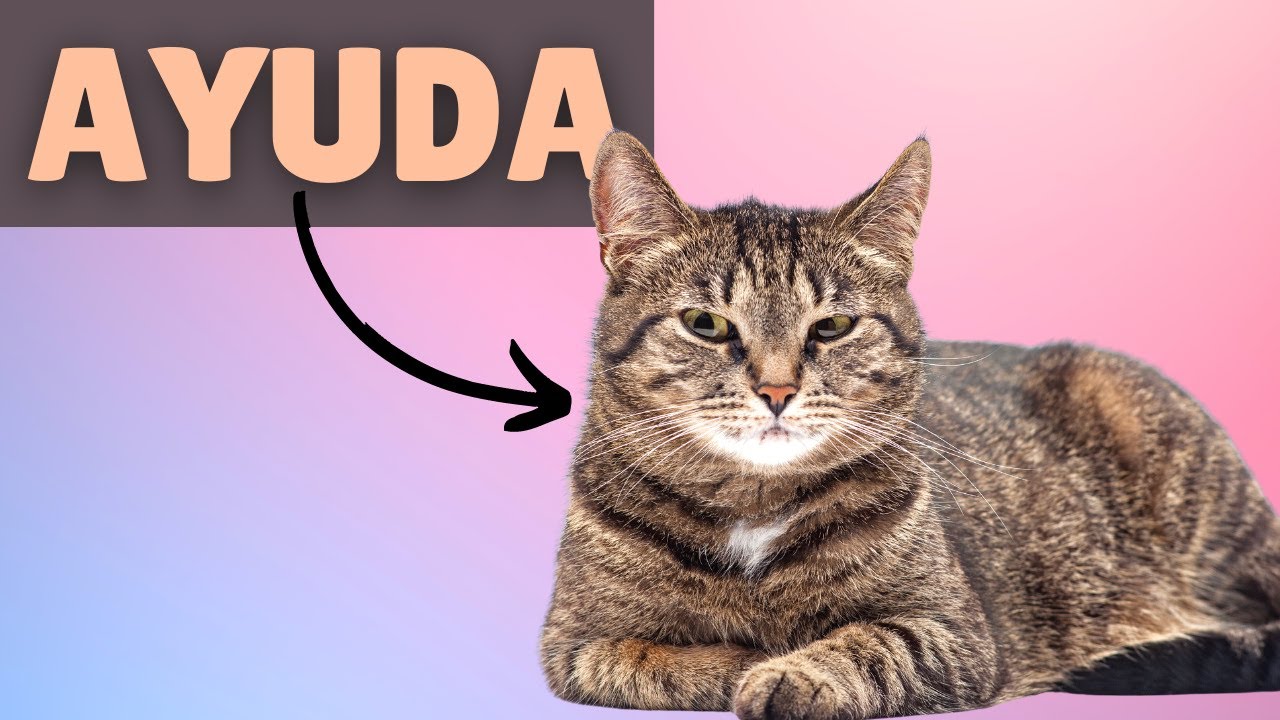 como animar a un gato triste