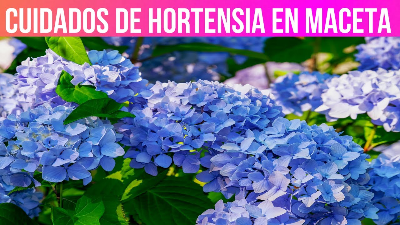 como cuidar la hortensia en maceta