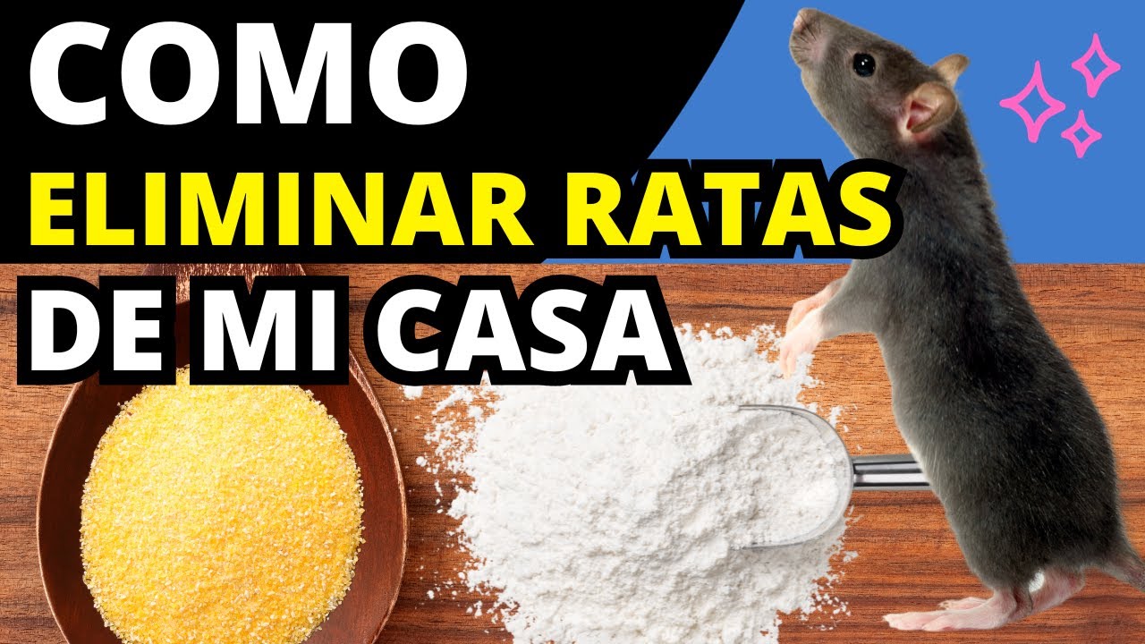 como echar una rata de casa