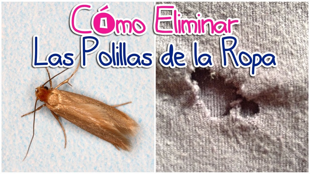 como eliminar las polillas de la ropa