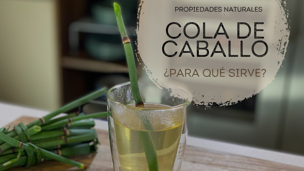 como es la planta de cola de caballo