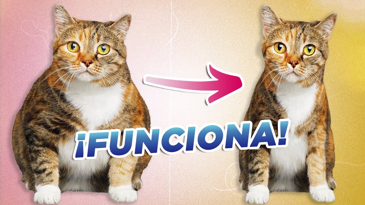 como poner a dieta a un gato si tengo dos