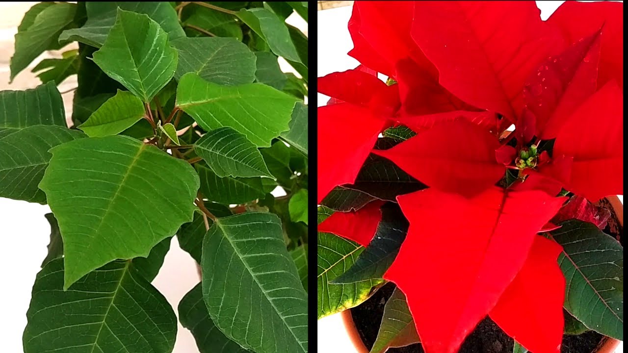 como poner rojas las hojas de la flor de pascua