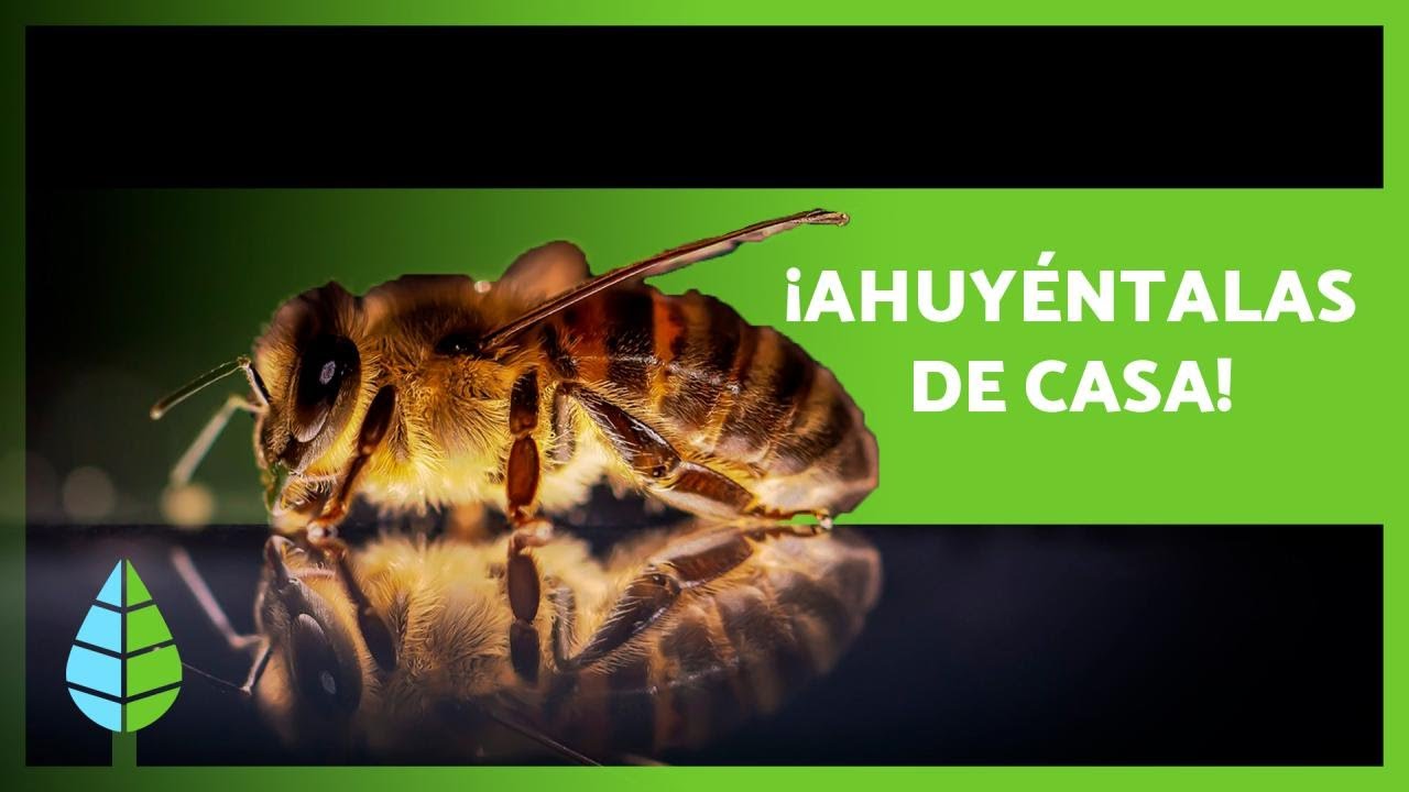 como quitar las abejas de mi casa
