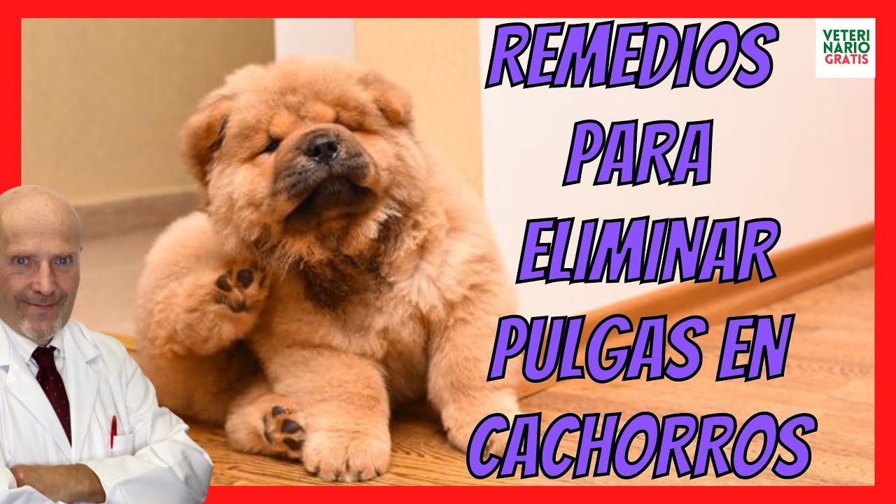 como quitar pulgas a un cachorro de 1 mes