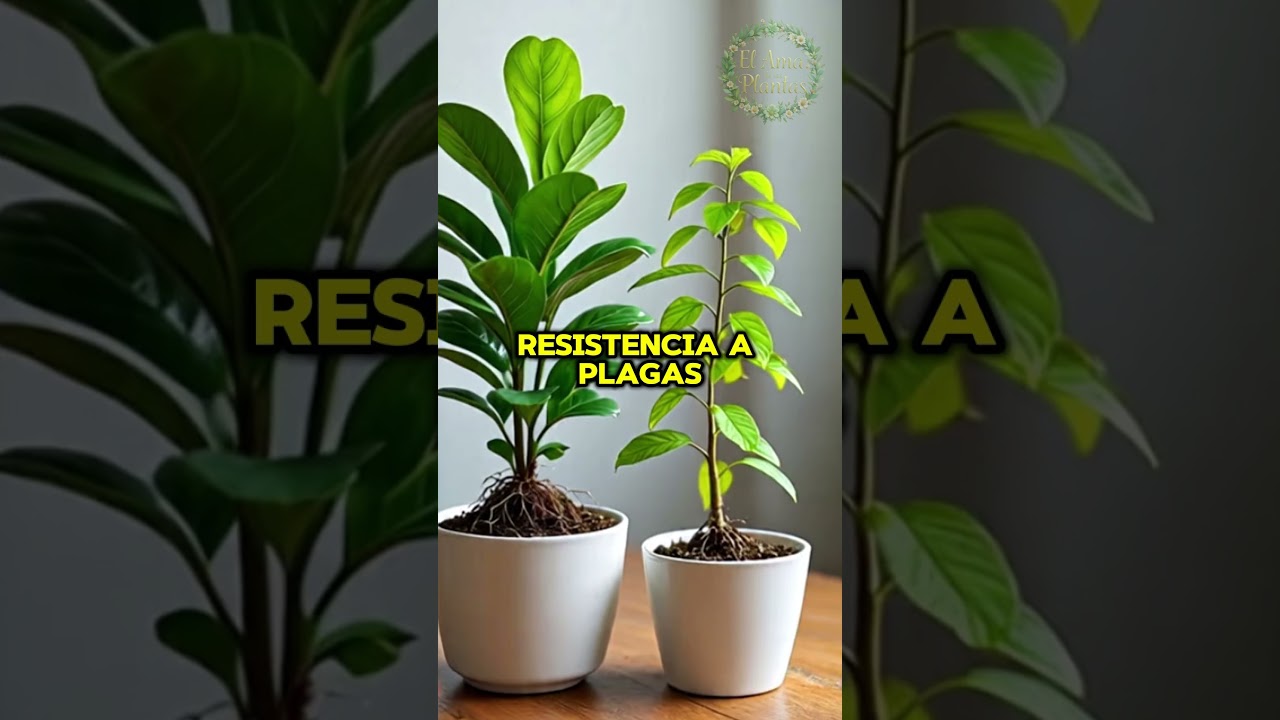 como saber si mi planta está creciendo bien