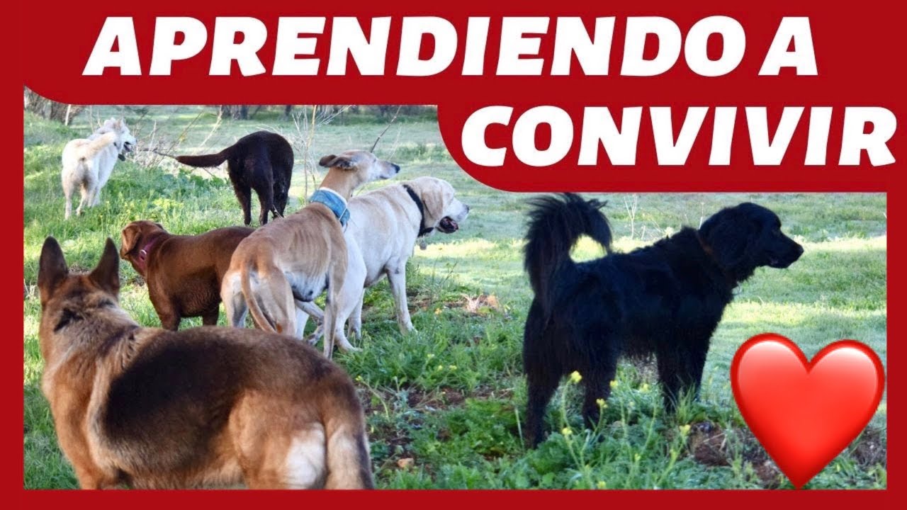 como socializar a un perro adulto