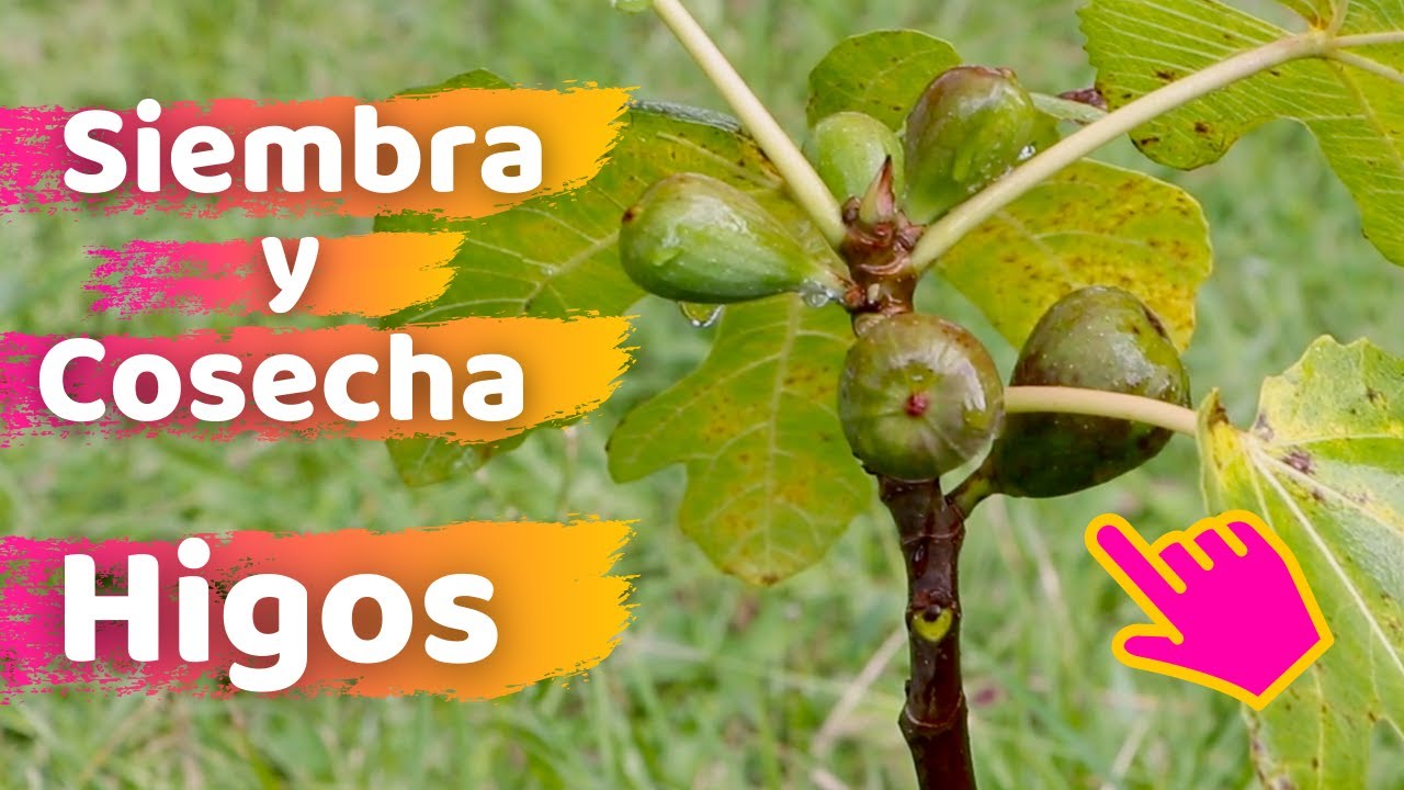 cuanto tarda una higuera en dar frutos