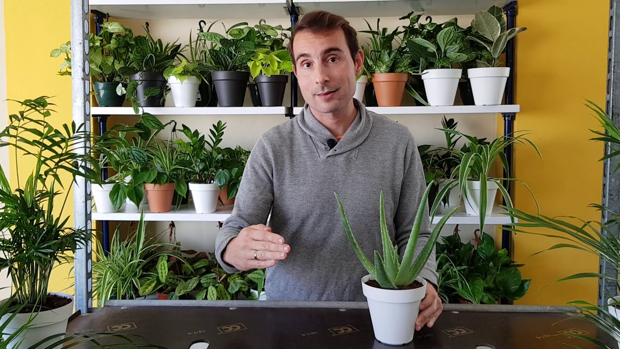 cuidados de la planta de aloe vera