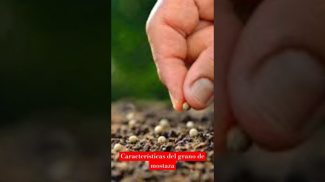 de donde salen las semillas de mostaza