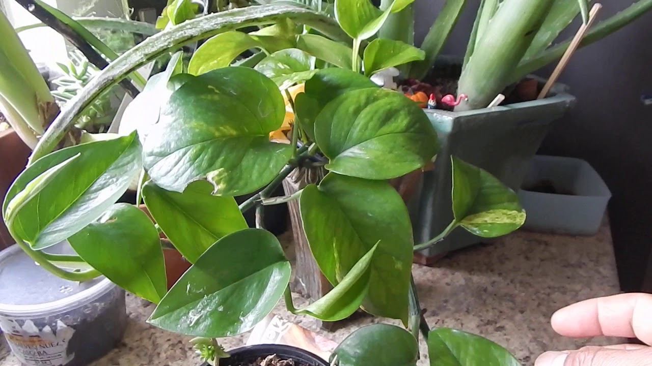 el poto es venenoso para los gatos