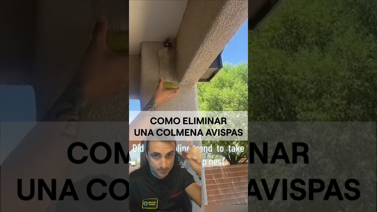 eliminar nido de avispas en casa