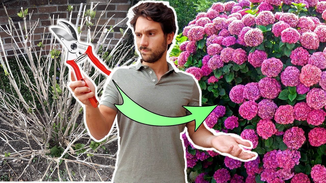 en qué época se podan las hortensias