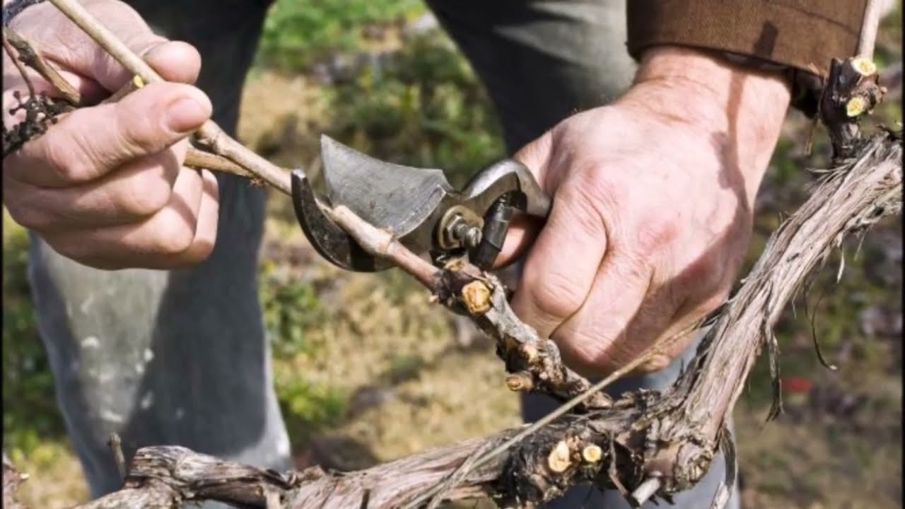 en qué época se podan las parras