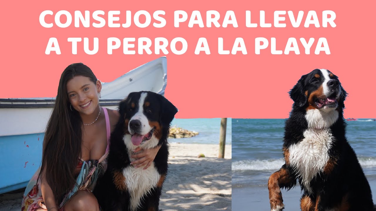 es malo llevar a los perros a la playa