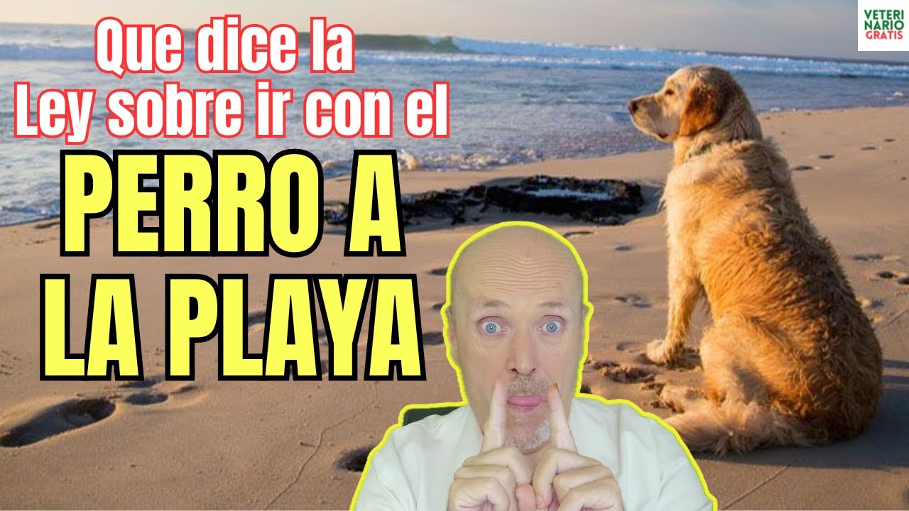 hasta que fecha pueden ir los perros a la playa