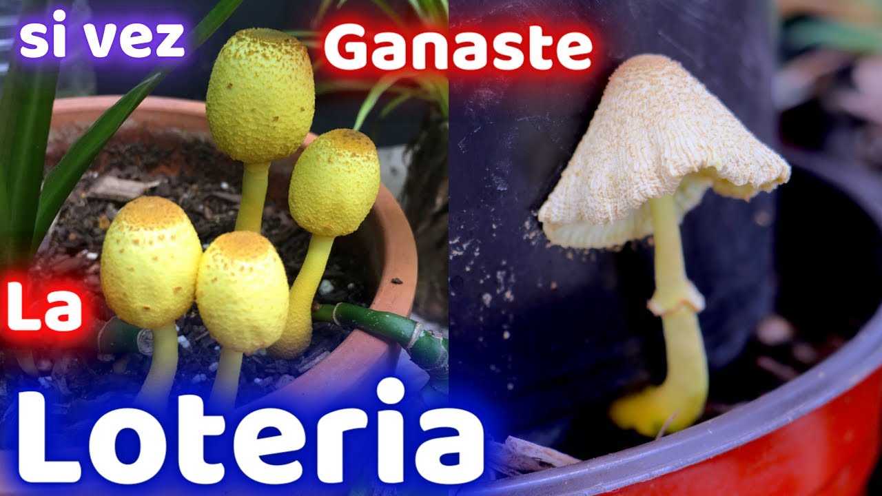 hongos en la tierra del huerto