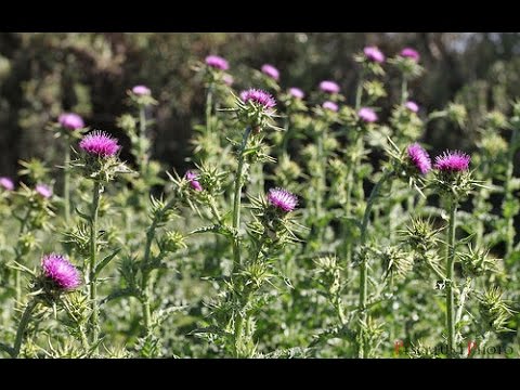 infusion cardo mariano y diente de leon