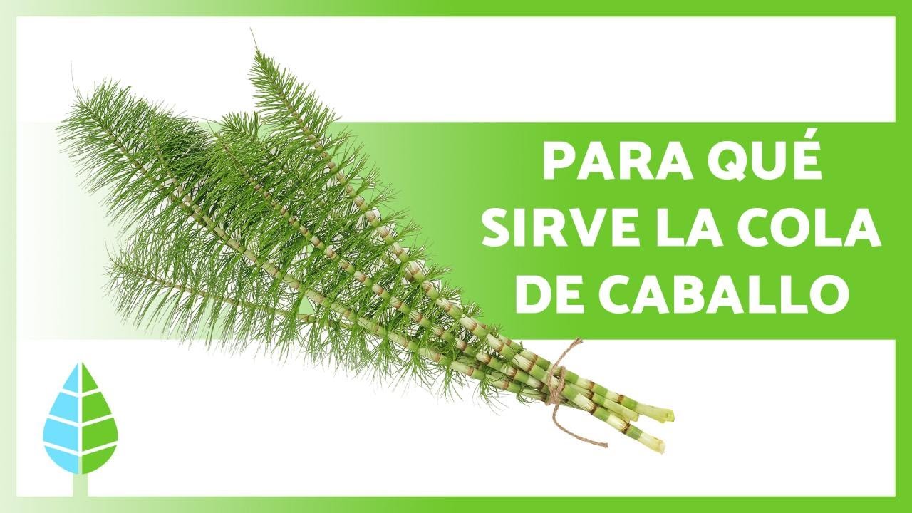 infusión cola de caballo: beneficios y contraindicaciones