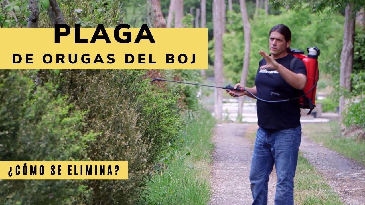 insecticida para la oruga del boj