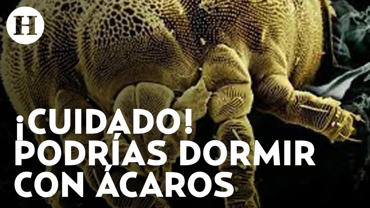 los ácaros mueren con el frío