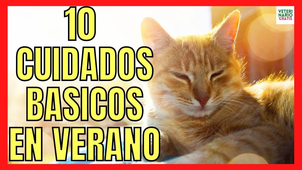 los gatos pasan calor en verano