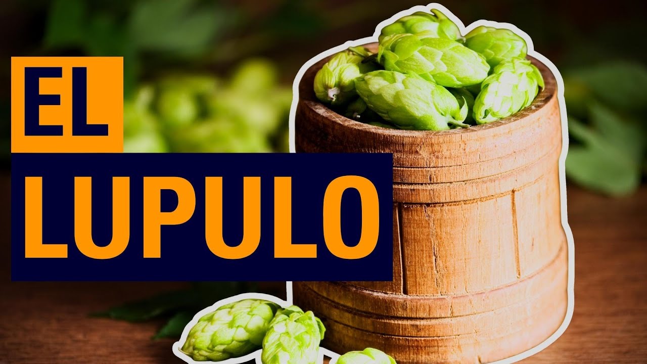 lupulo que es y para que sirve