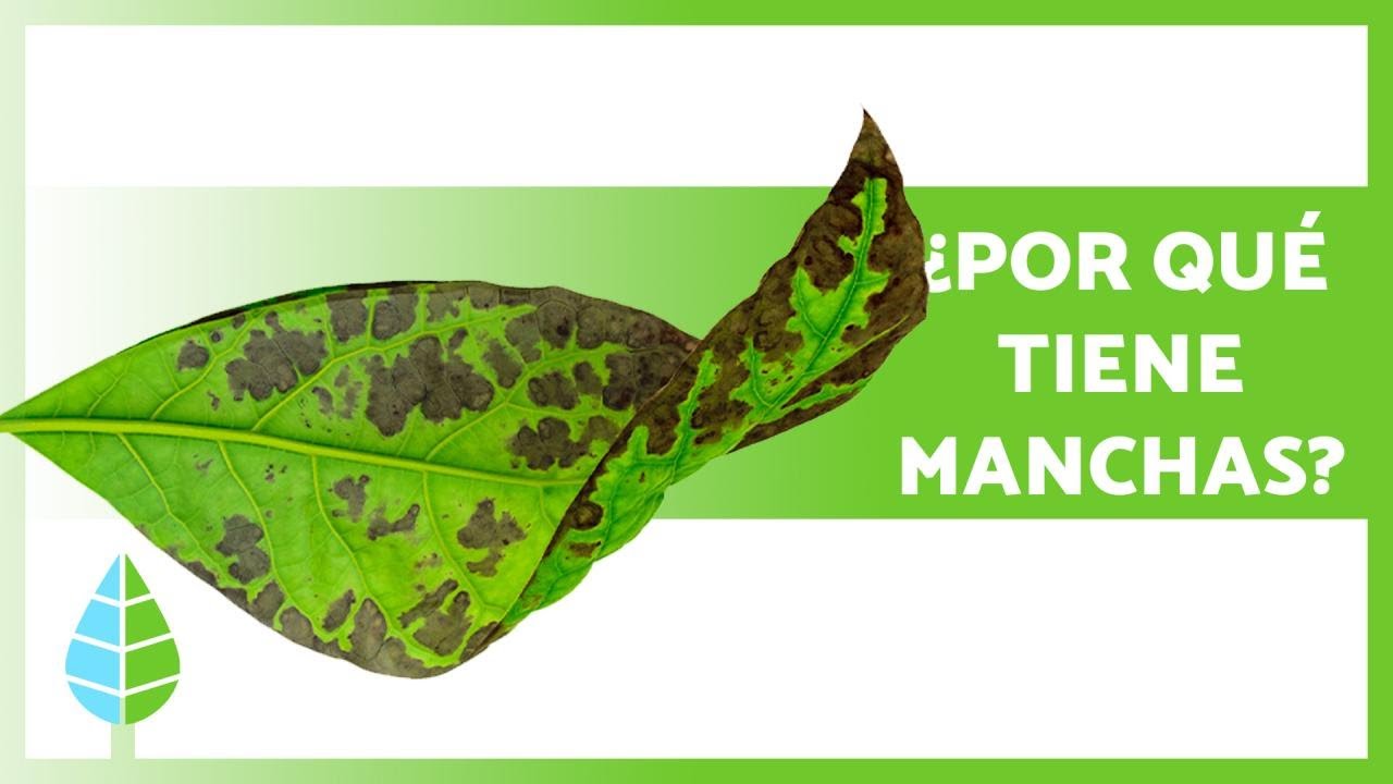 manchas en las hojas de los rosales