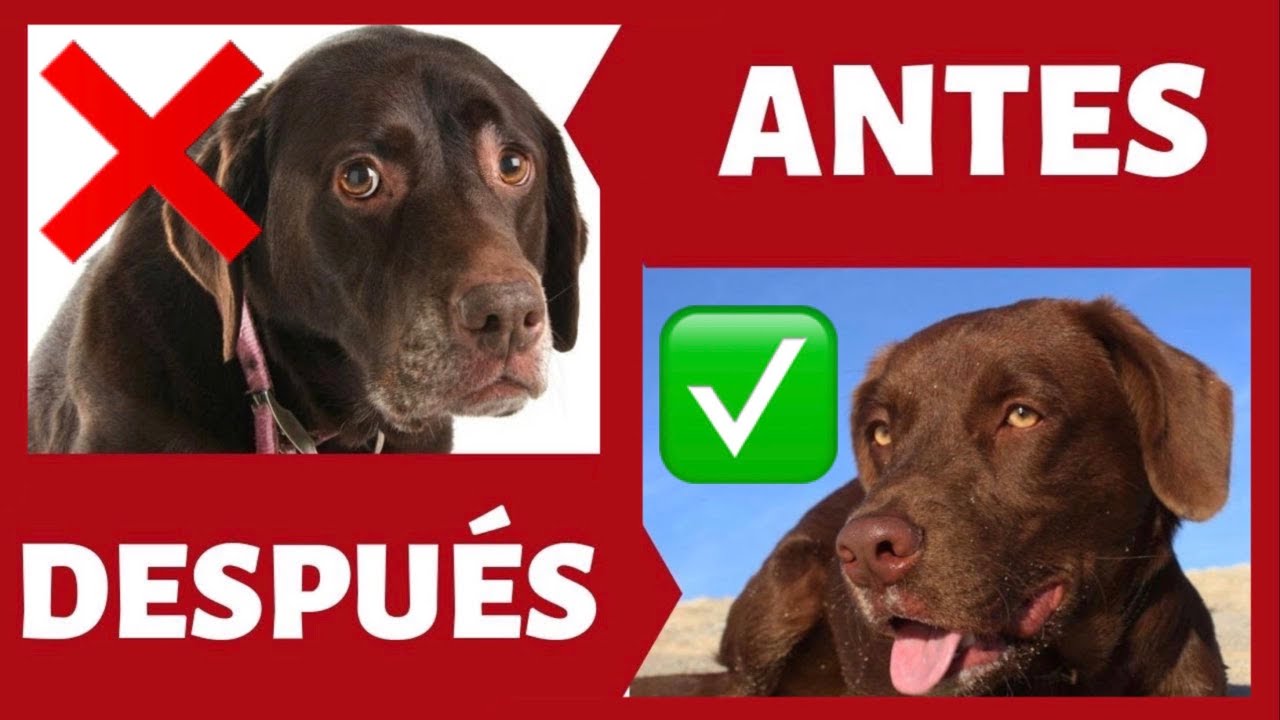 mi perro tiene miedo a todo