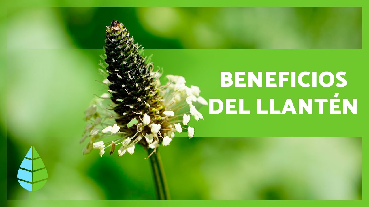 para qué es bueno el llantén