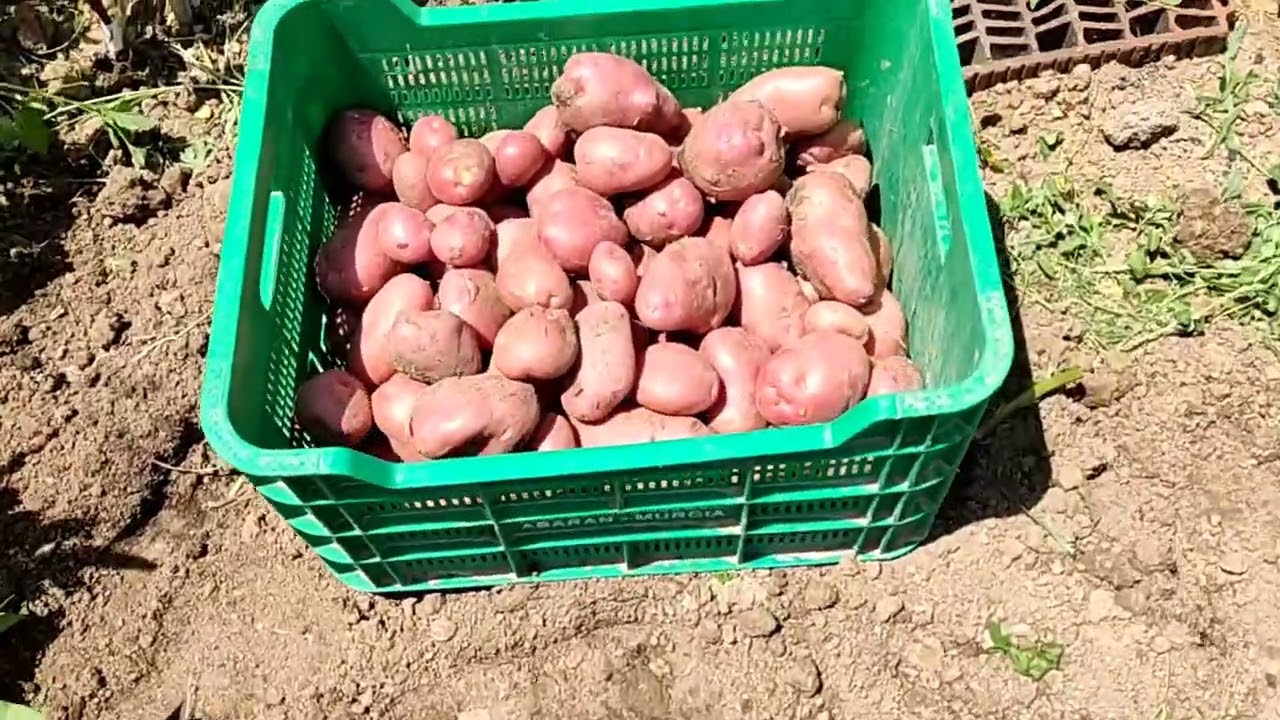 para que sirve la patata roja