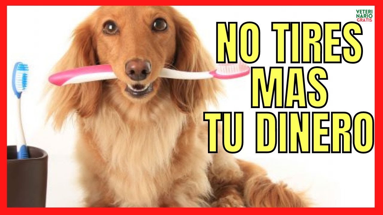 pasta de dientes para perros casera