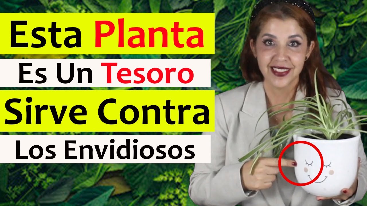 planta lazo de amor donde colocar