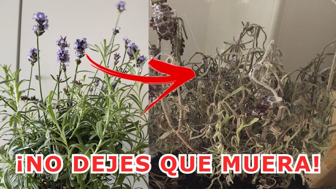por qué se seca la planta de lavanda