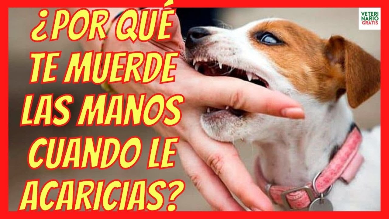 porque mi cachorro me muerde las manos