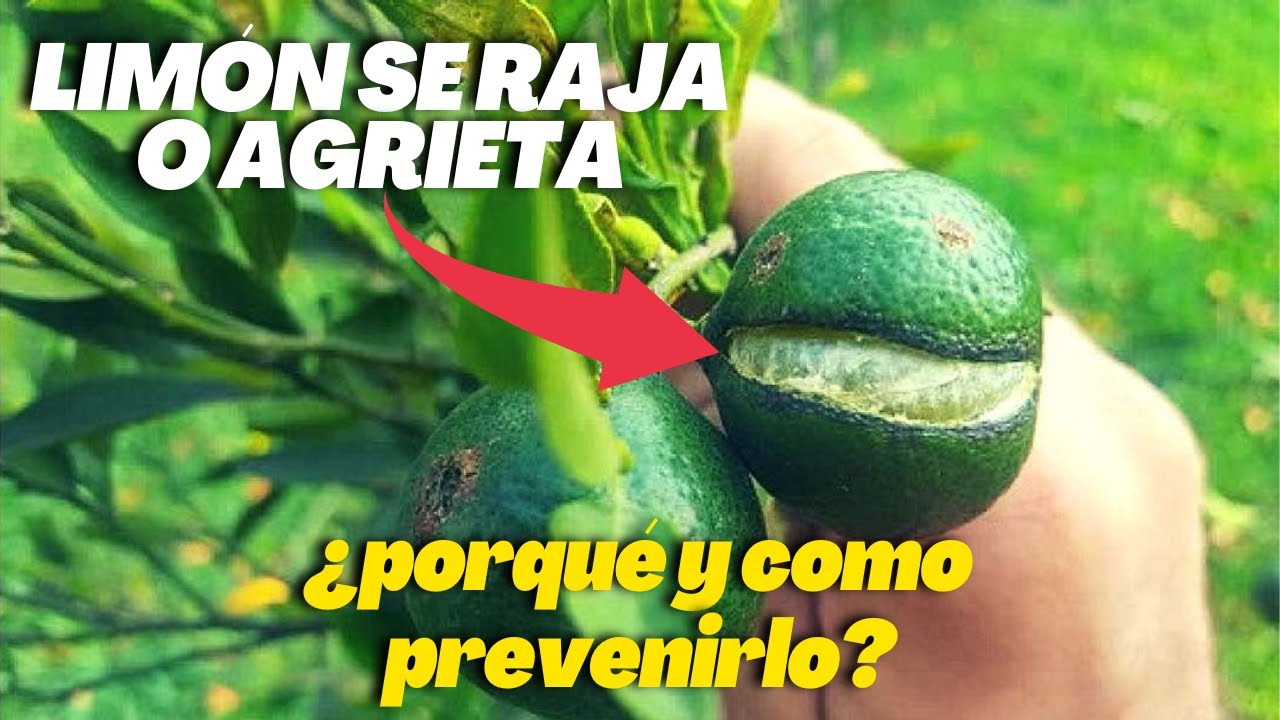 porque se rajan las naranjas en el árbol