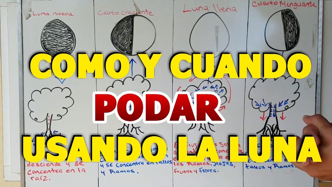 que arboles se podan en septiembre