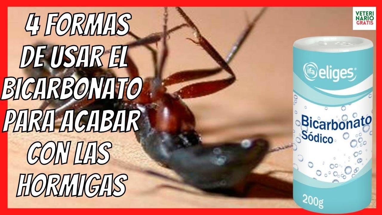 que es bueno para eliminar las hormigas