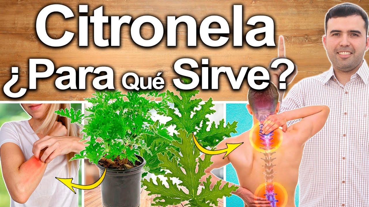 que es la citronela y para que sirve